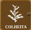 Colheita